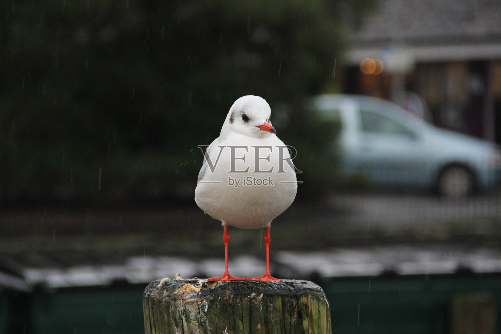 一只站在木柱上的普通海鸥照片摄影图片