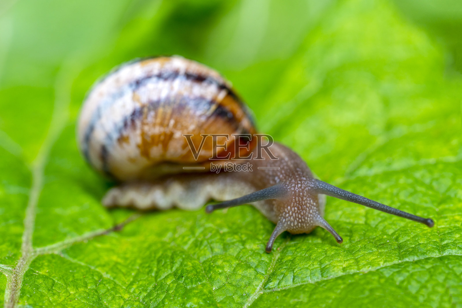 有角的腹足类软体动物蜗牛照片摄影图片