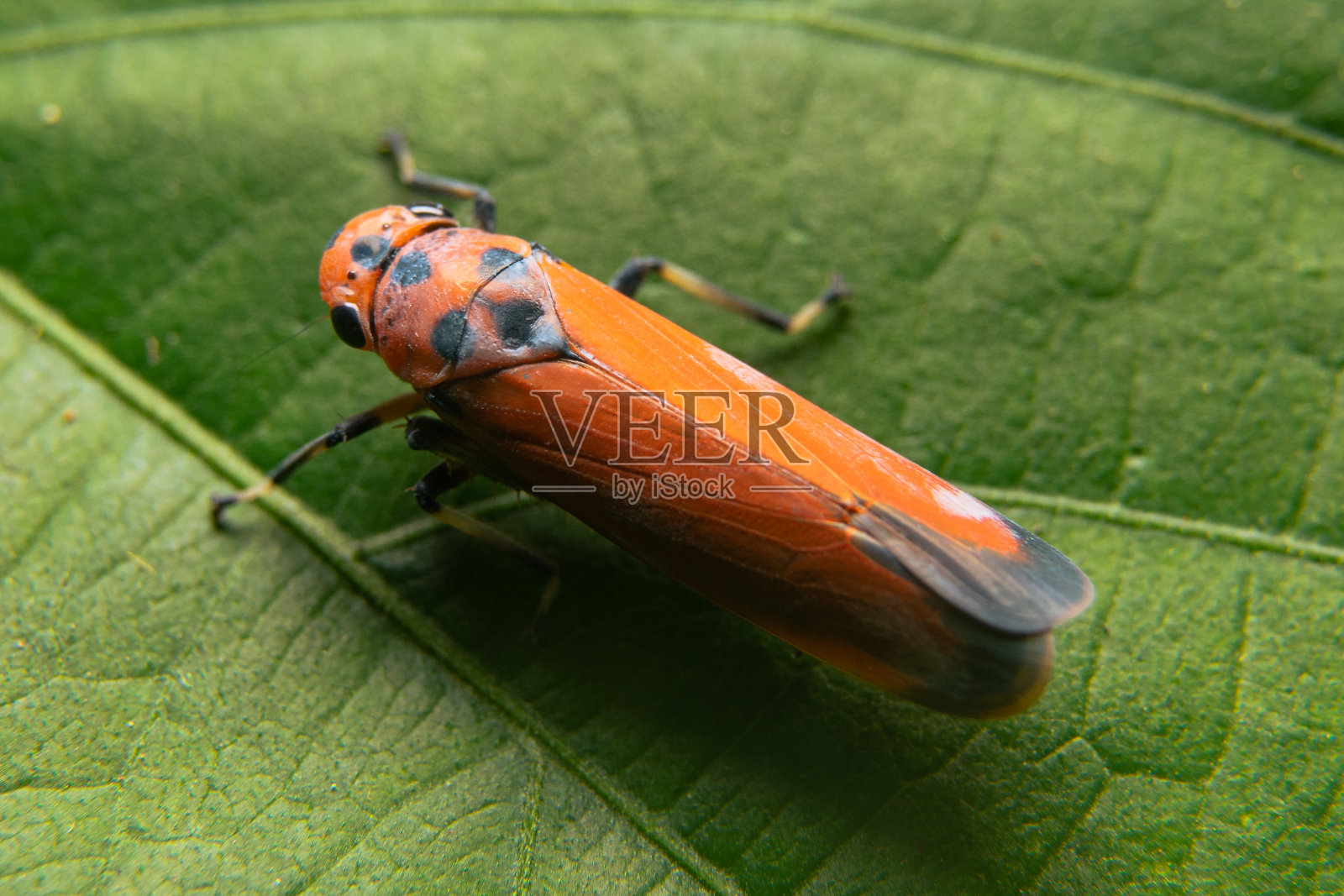 七个斑点的瓢虫照片摄影图片
