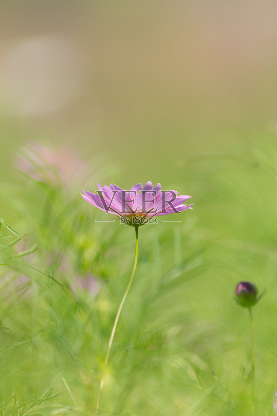 宇宙照片摄影图片