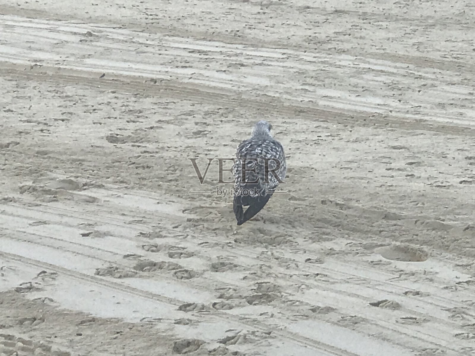 野生动物照片摄影图片