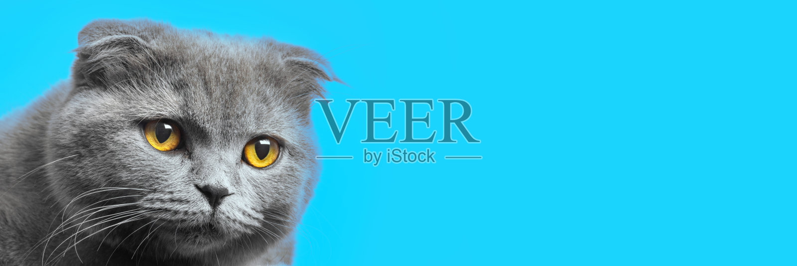 睡在毯子上的猫照片摄影图片