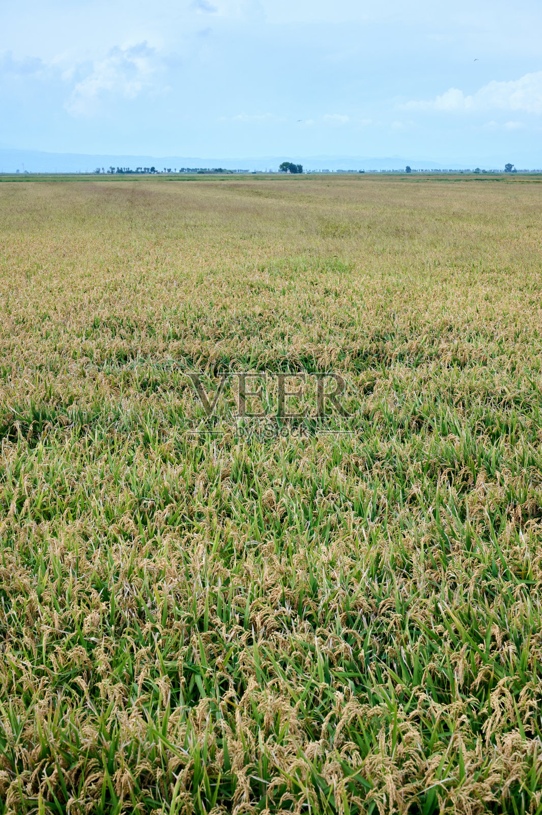 稻田种植和生产粮食的水田，垂直射击照片摄影图片