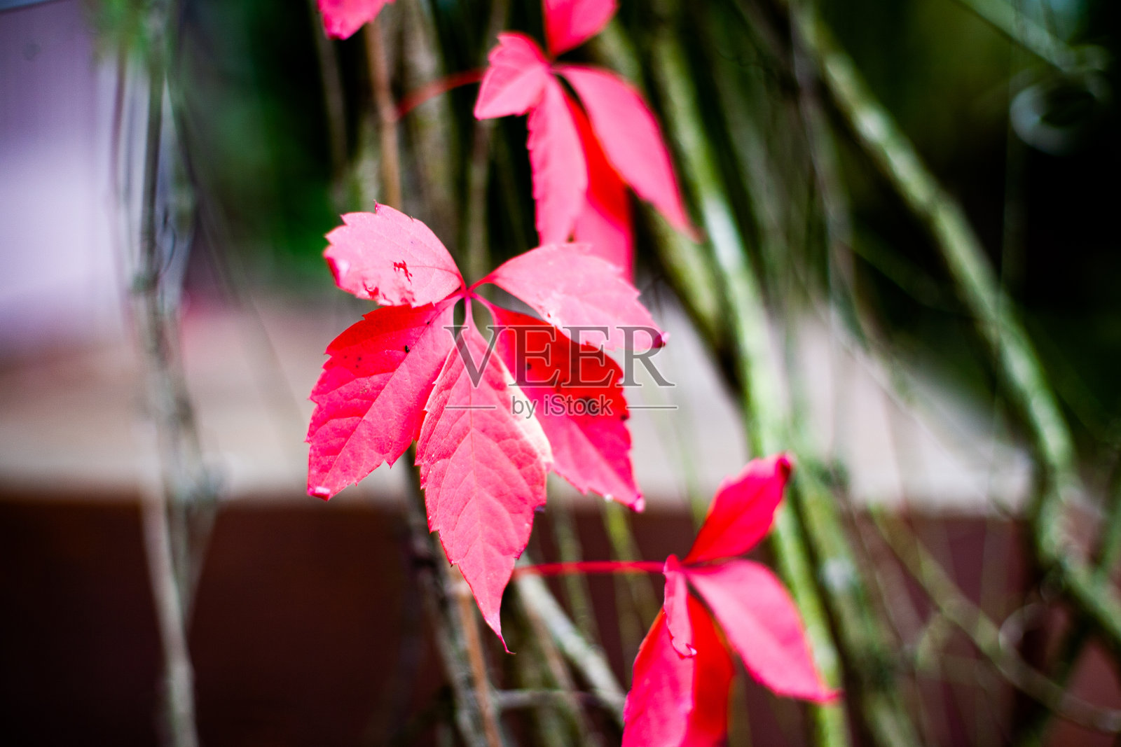红叶子的野葡萄，秋天到了照片摄影图片