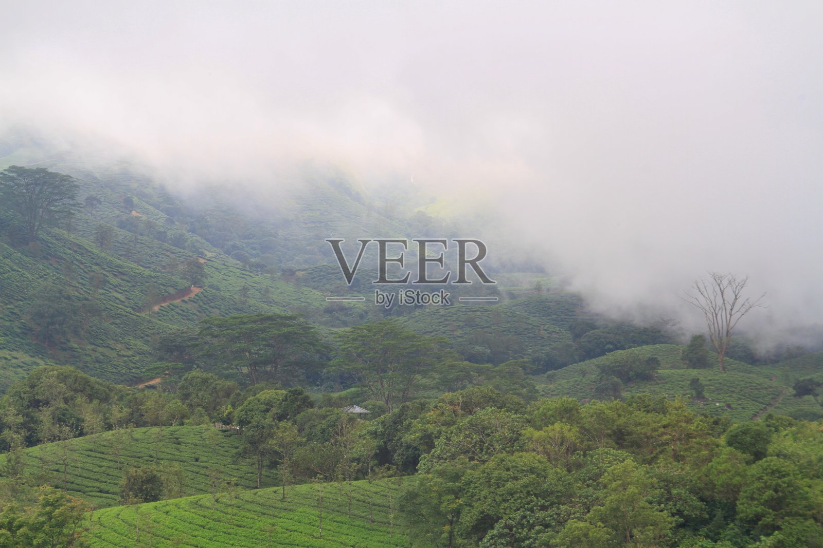 雾蒙蒙的茶园照片摄影图片