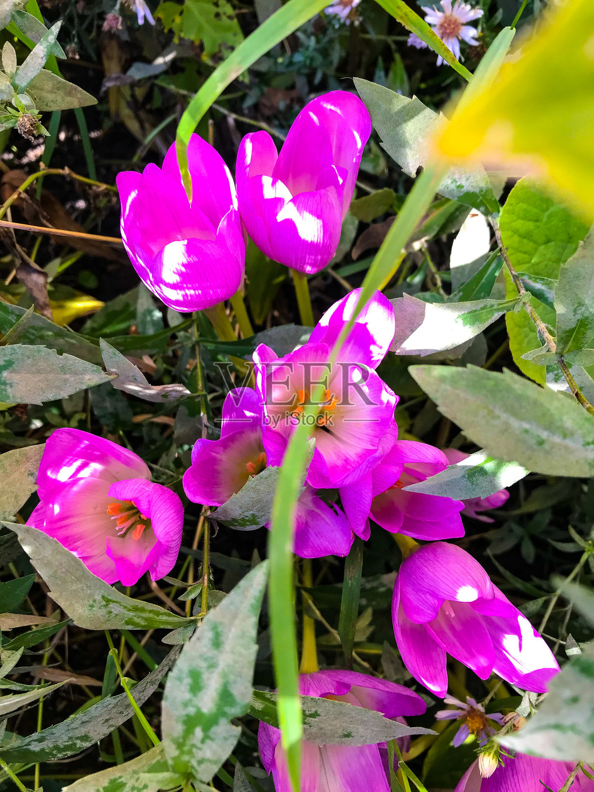 秋天公园里的花。秋天在西伯利亚。新西伯利亚的花。照片摄影图片