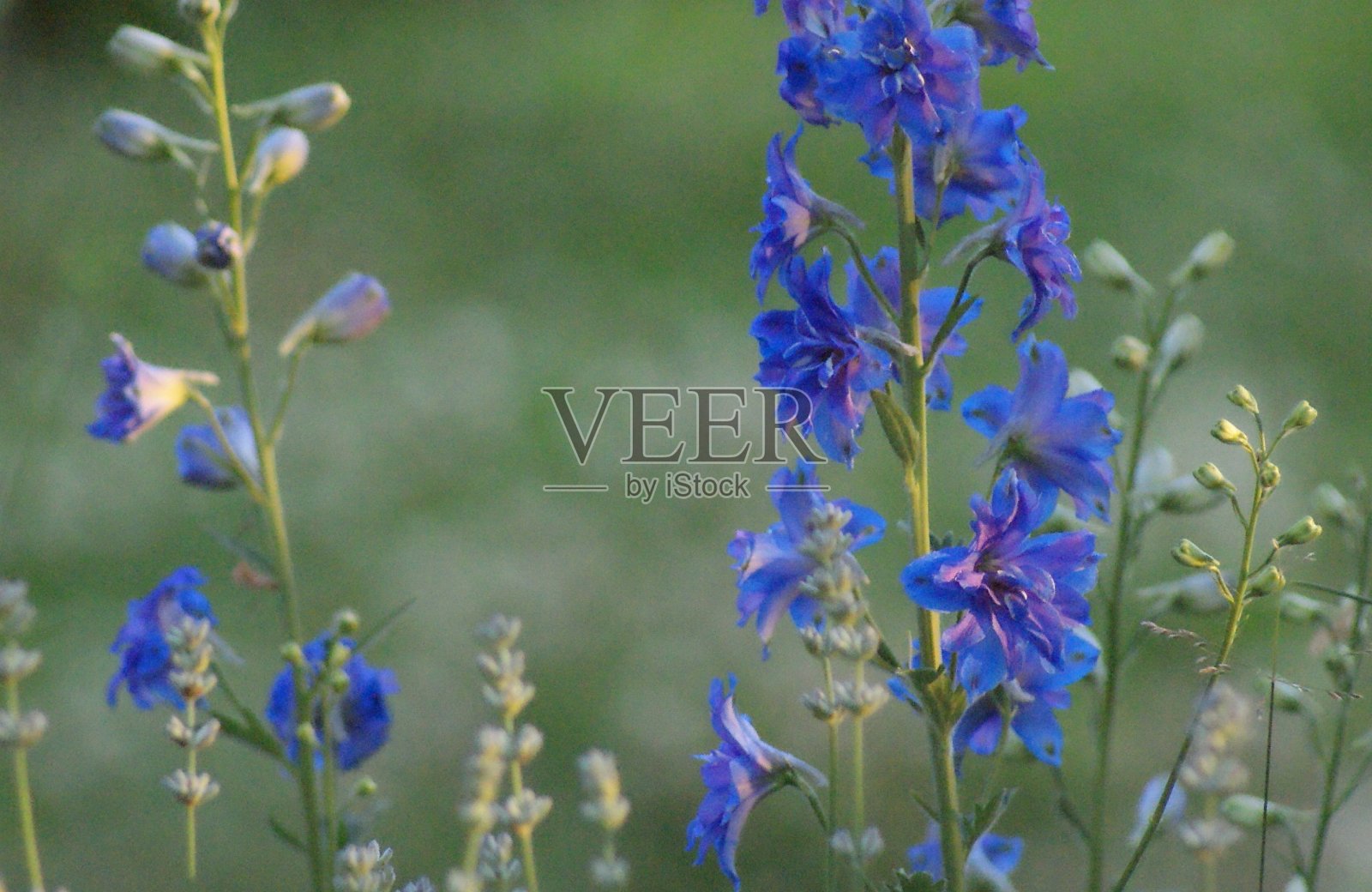 蓝色的飞燕草照片摄影图片