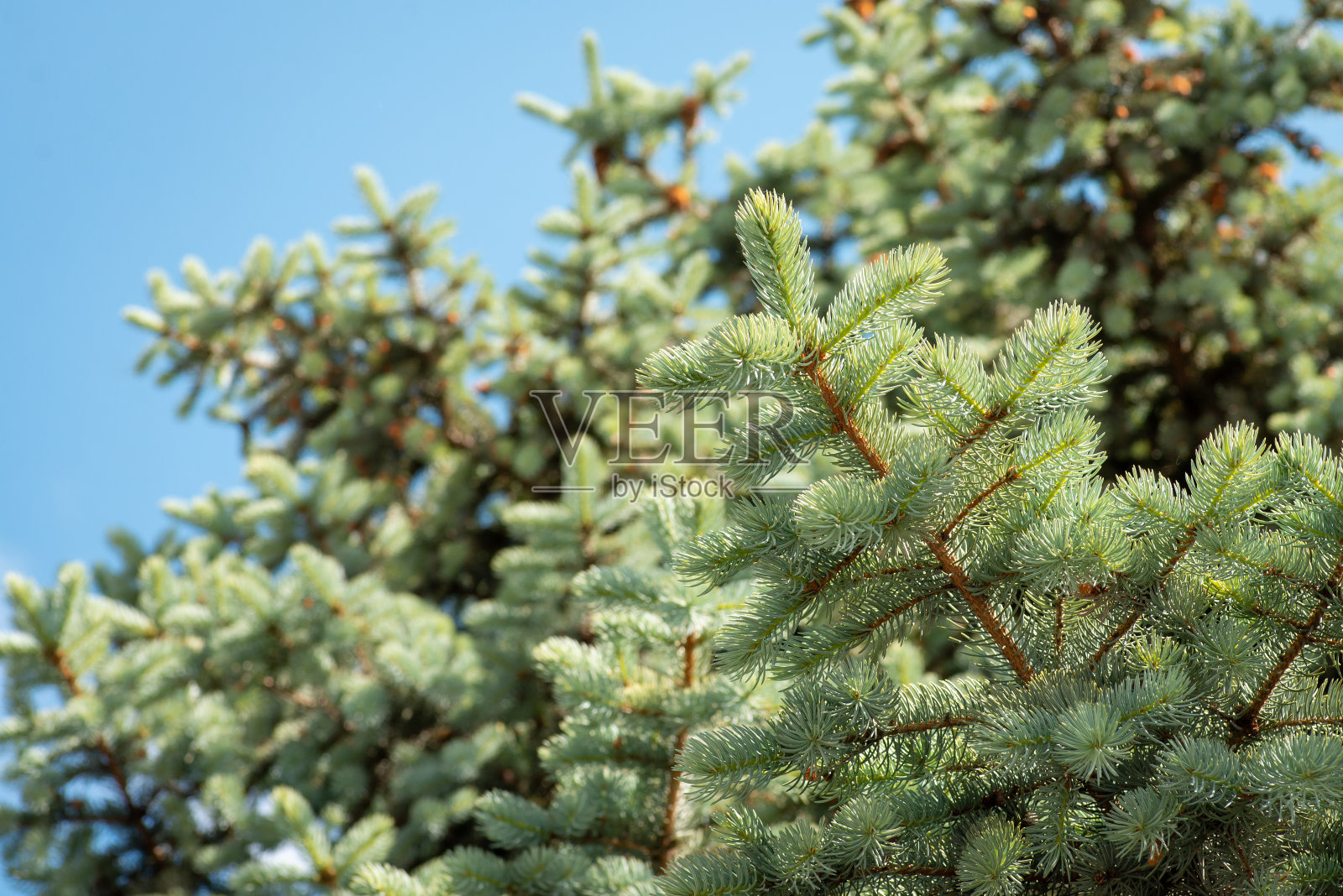 近距离观察鸽子颜色的冷杉树从下面照片摄影图片