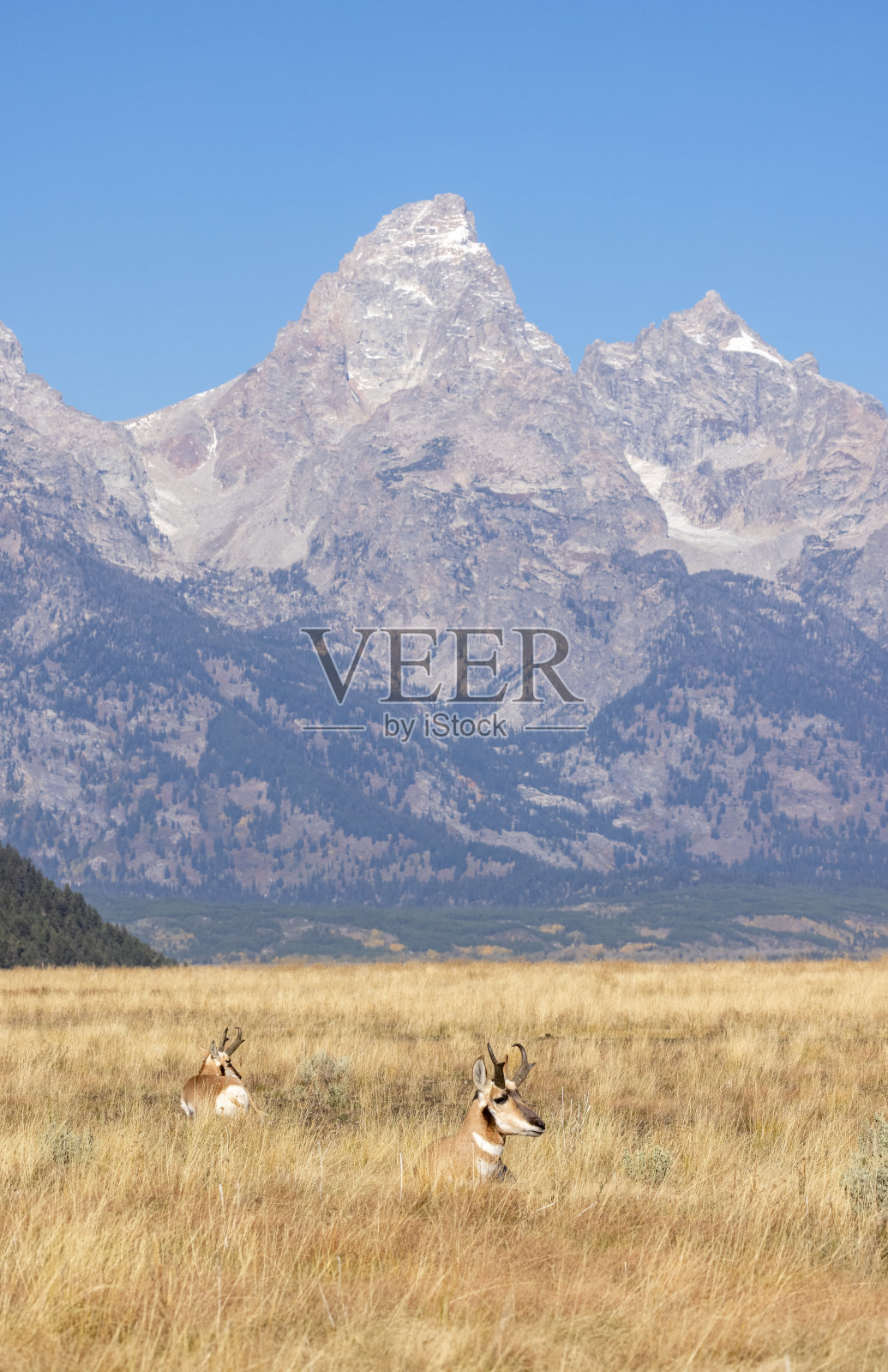 叉角羚在怀俄明州的秋天雄鹿照片摄影图片