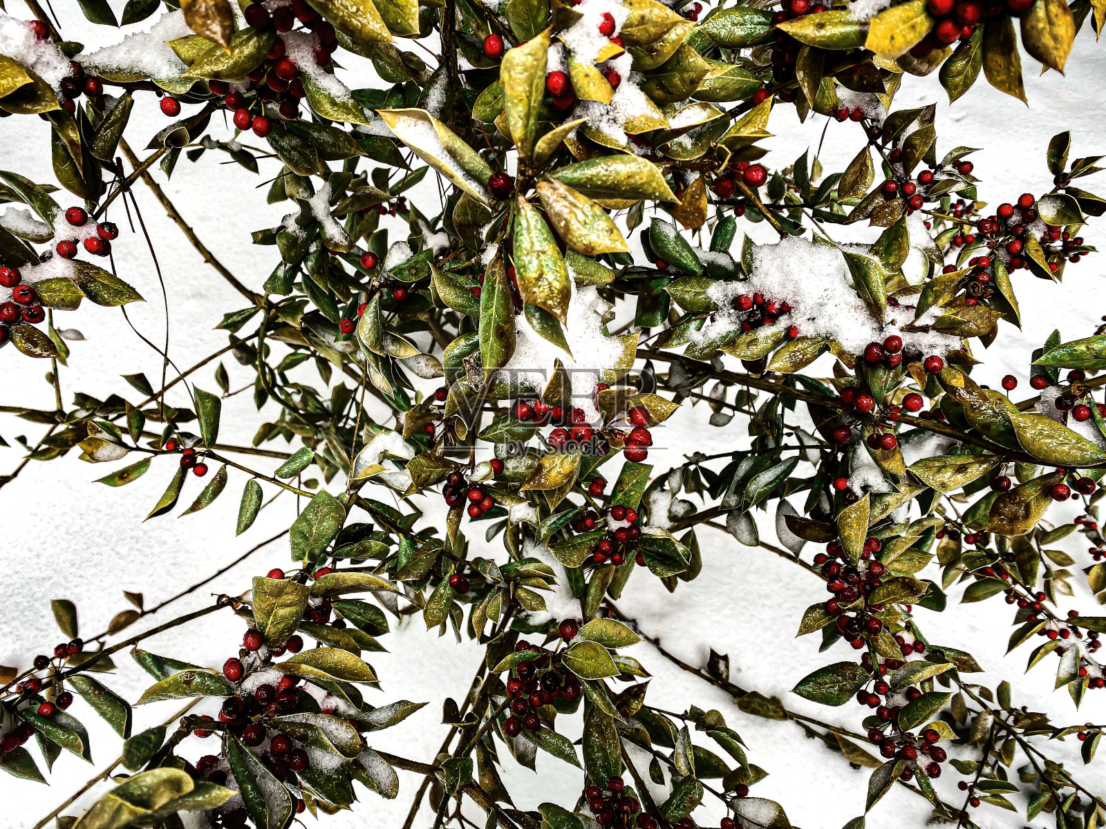 红色的浆果和绿色的叶子，坐在新落下的雪，完整的框架照片摄影图片