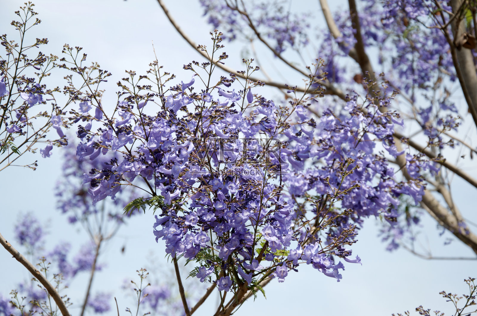 蓝花楹花照片摄影图片