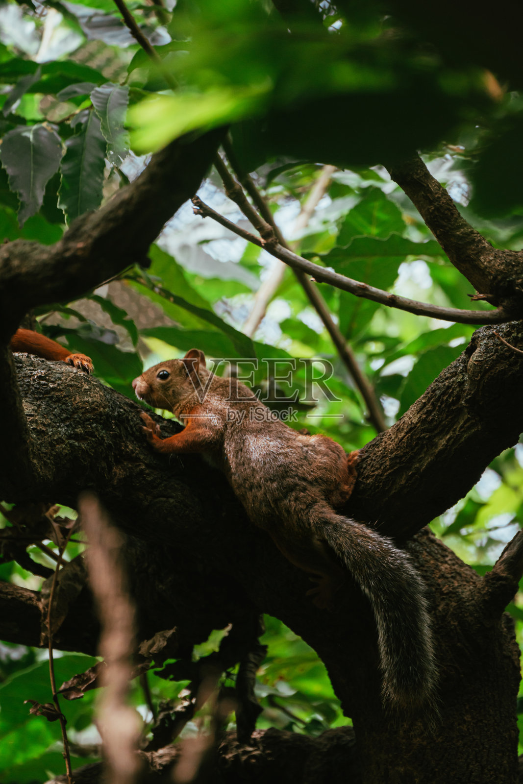 2021年8月，夏天的松鼠照片摄影图片