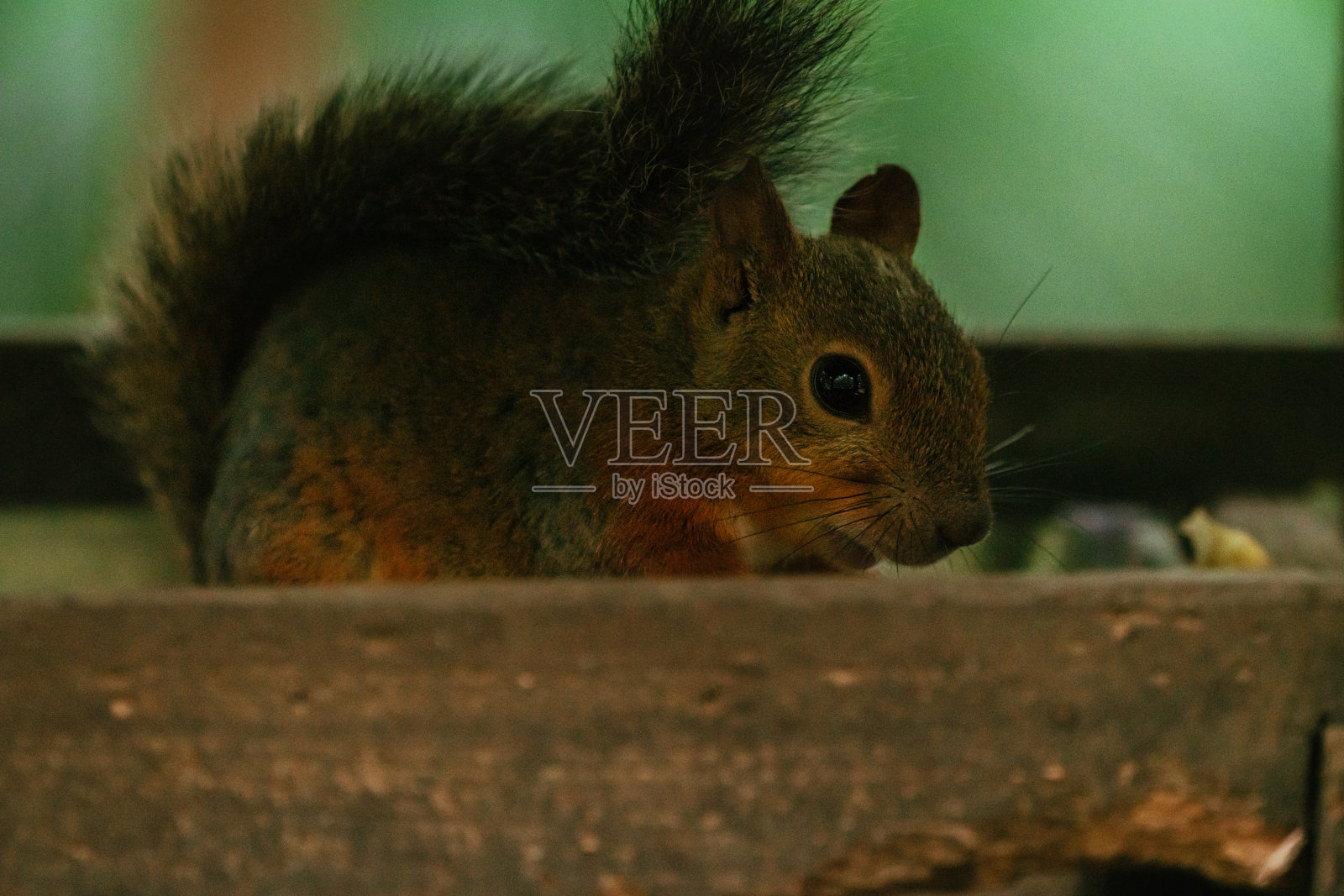 2021年8月，夏天的松鼠照片摄影图片