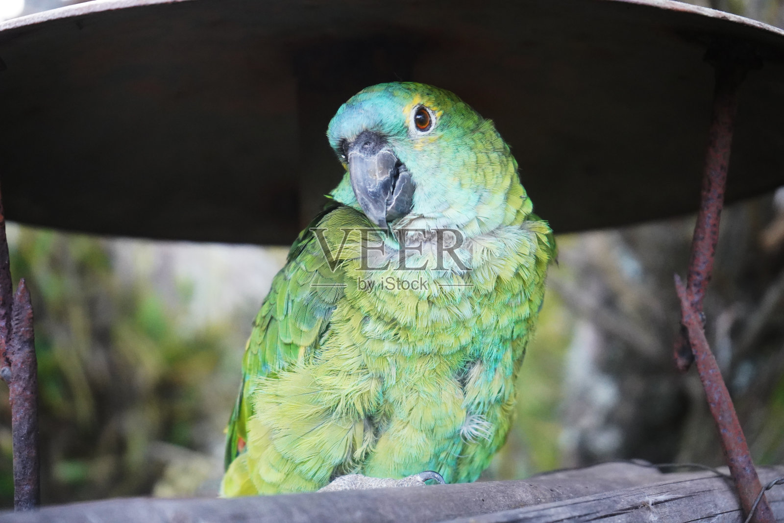 鹦鹉照片摄影图片