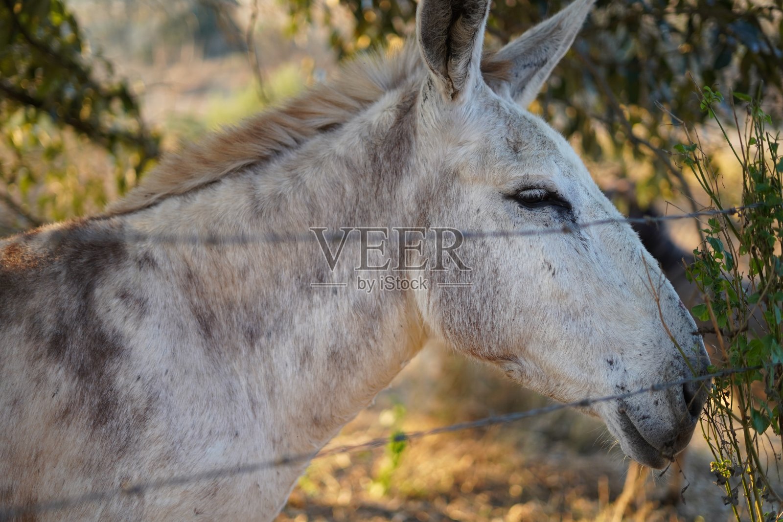 马邓基照片摄影图片