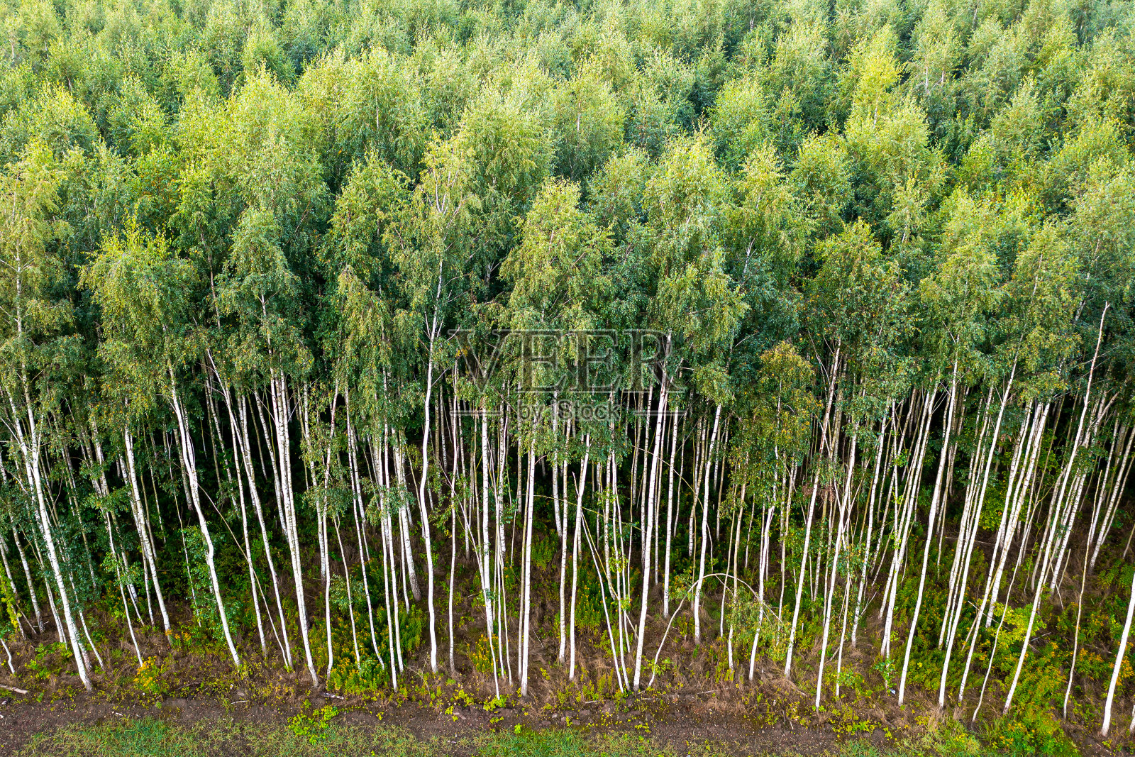 波兰乡村森林中的夏季绿树的俯视图照片摄影图片