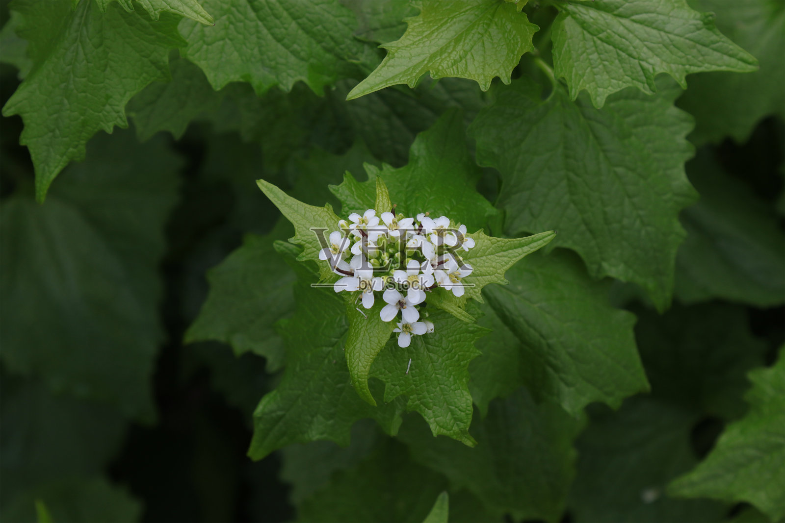 有叶柄的大蒜开花。照片摄影图片