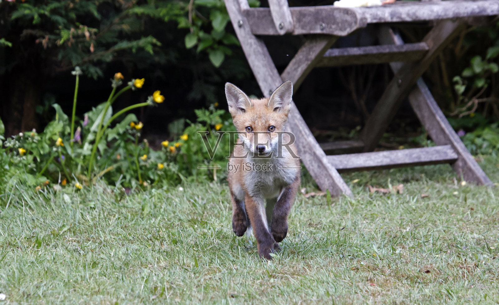 城市狐狸幼崽探索花园照片摄影图片