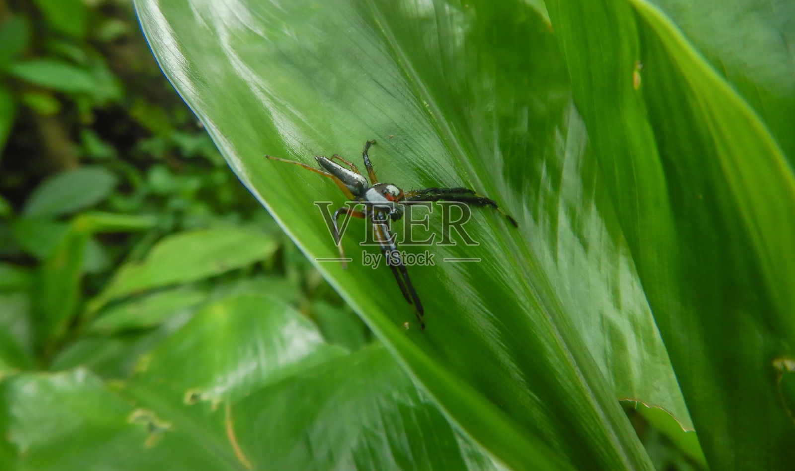 两条纹跳蛛，绿叶上的两条纹跳蛛照片摄影图片