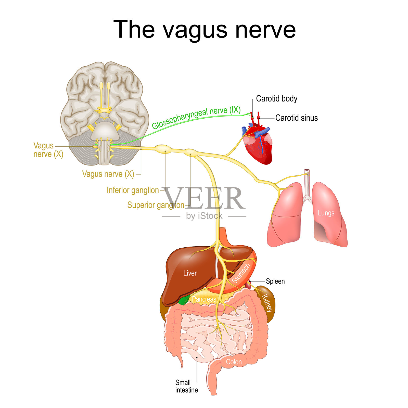 迷走神经。副交感神经系统。插画图片素材