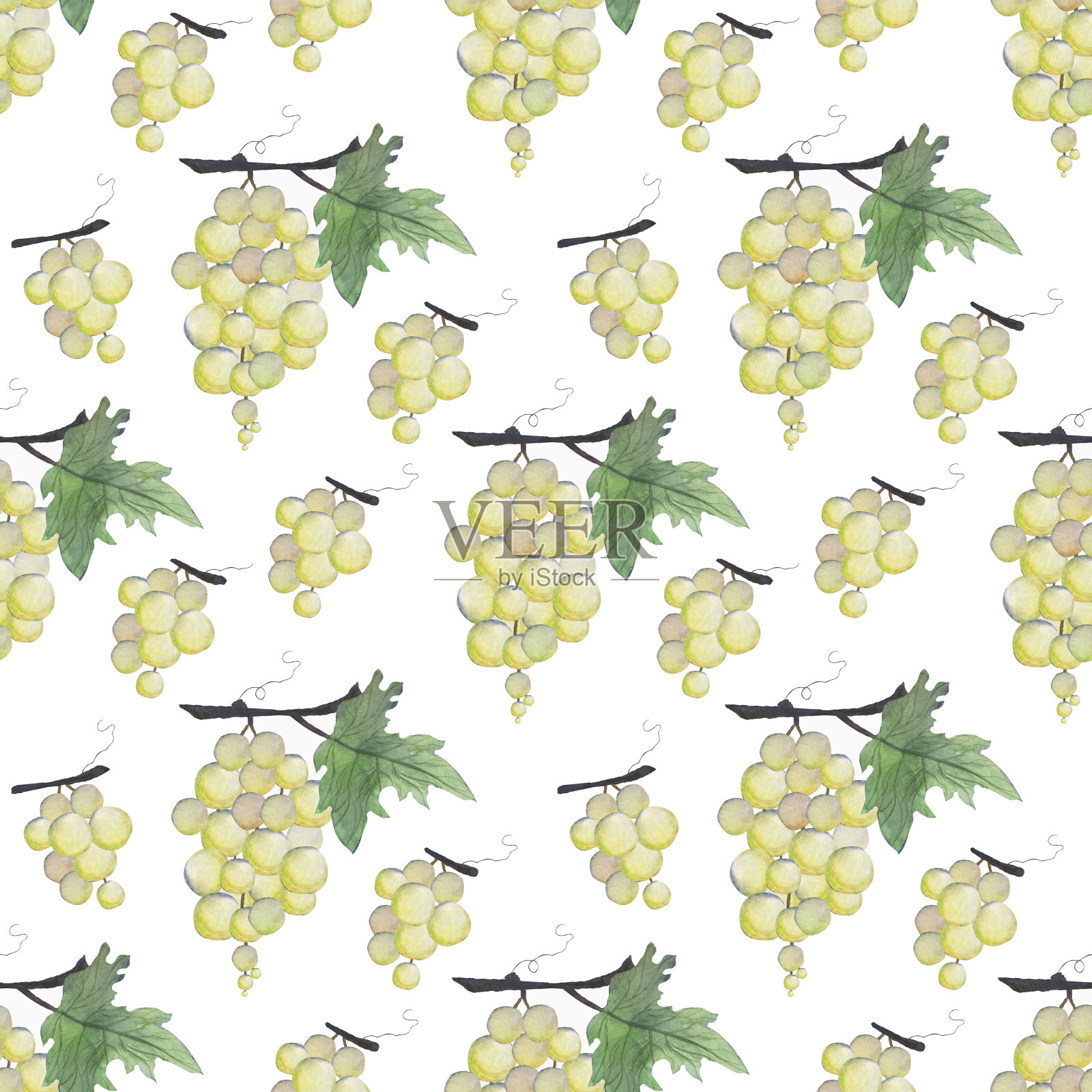 树枝上的葡萄。葡萄树。水彩插图。设计元素图片