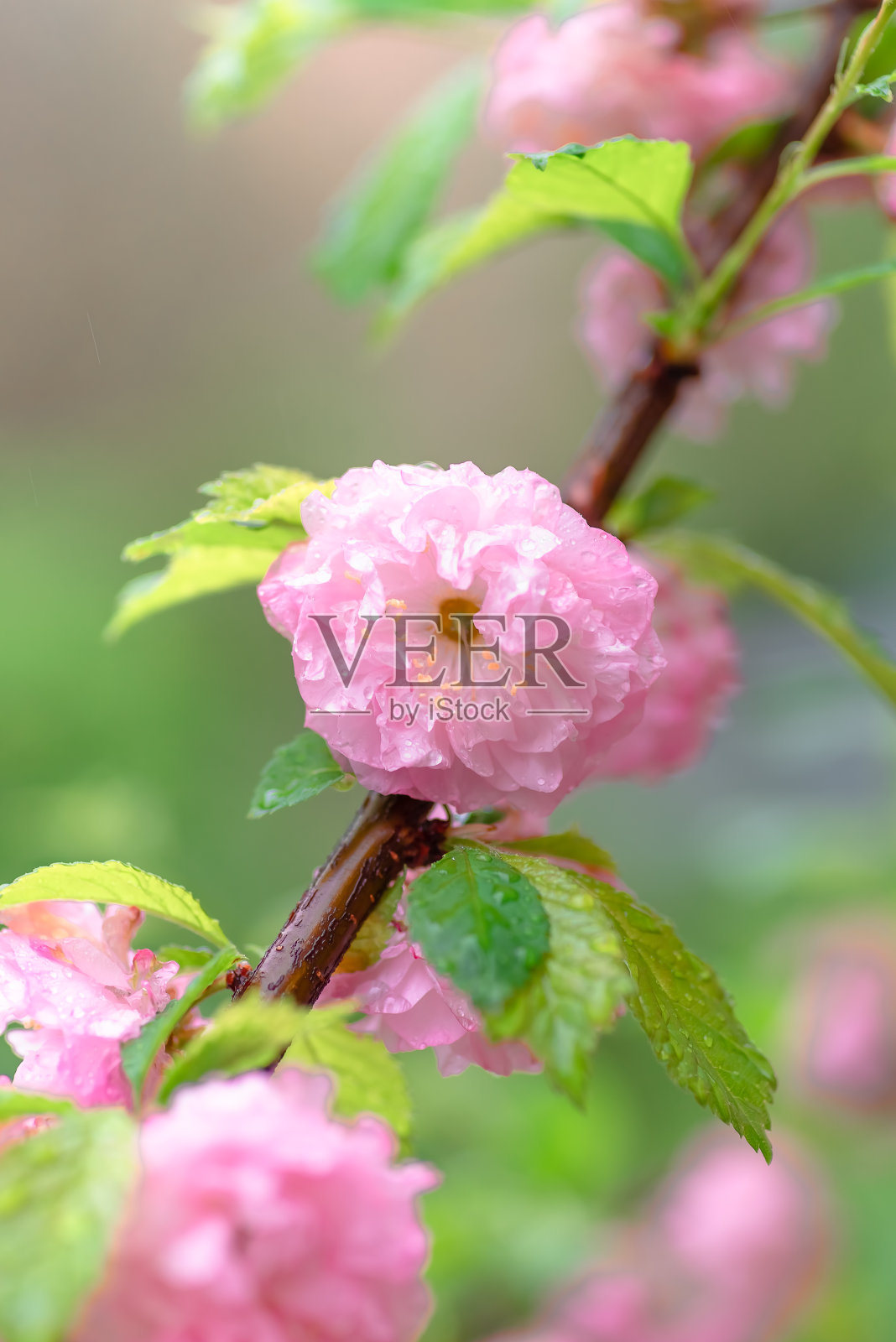 粉红色的樱花在春天盛开，特写照片摄影图片