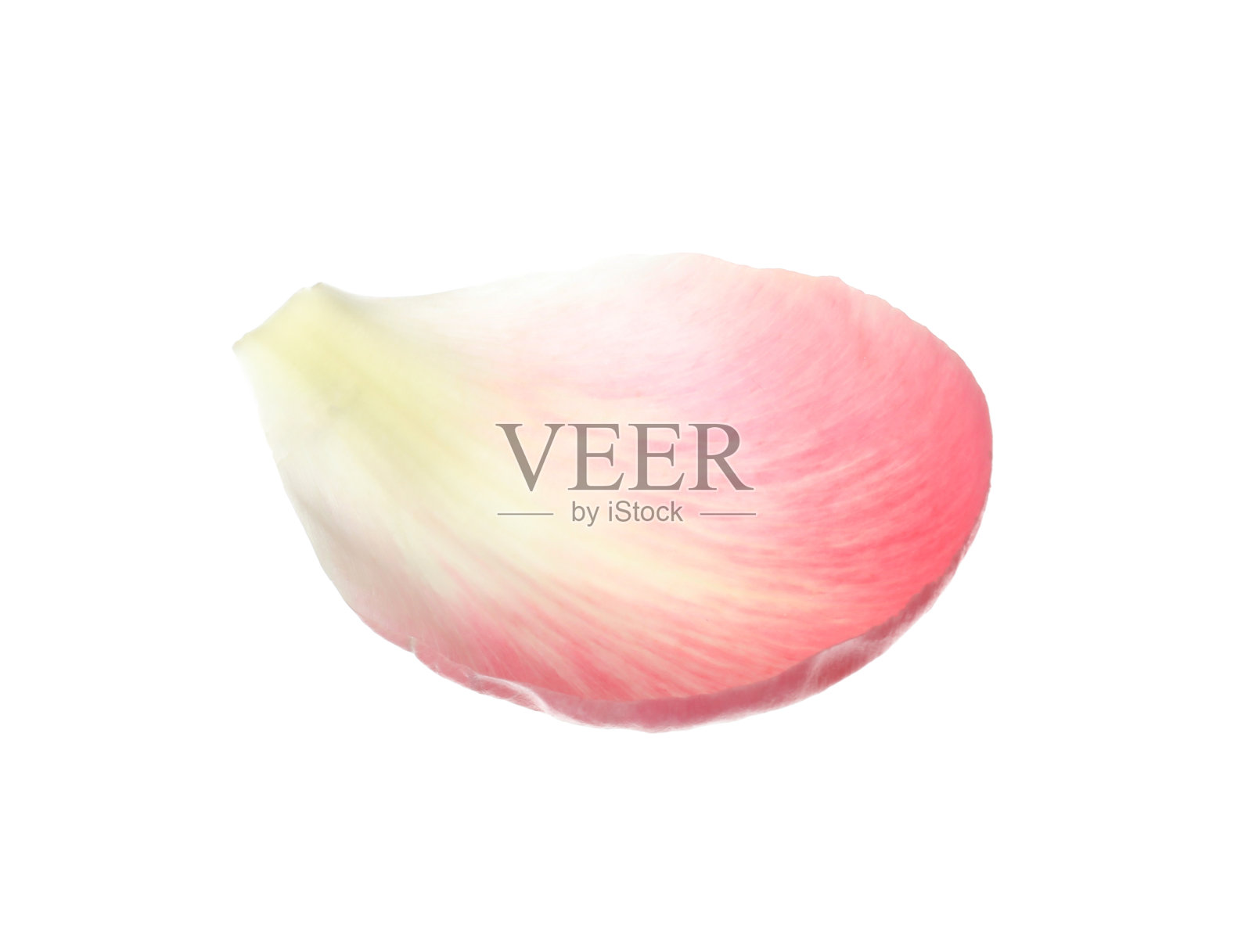 美丽的粉红色牡丹花瓣孤立在白色照片摄影图片