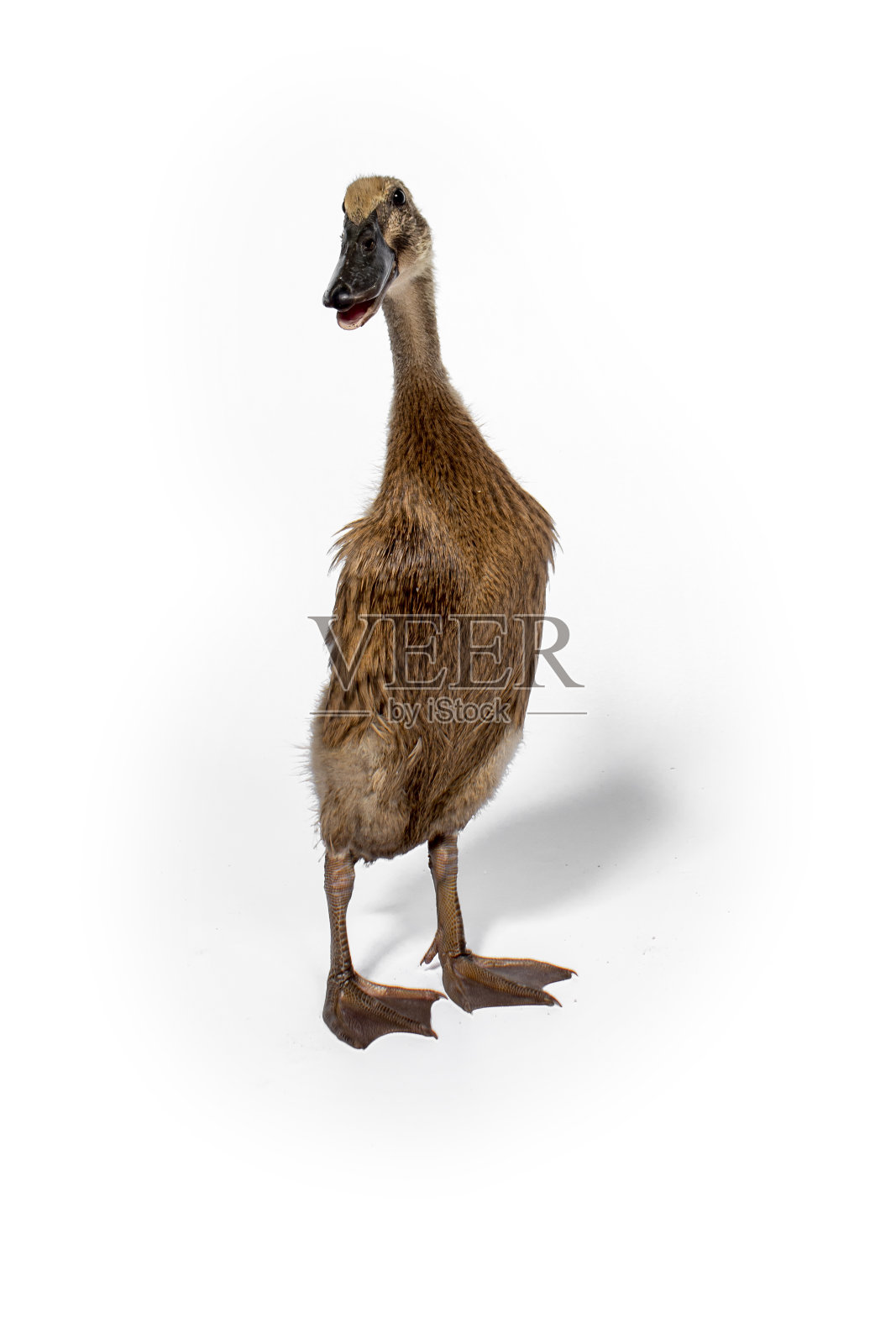 白色背景上可爱的鸭子照片摄影图片