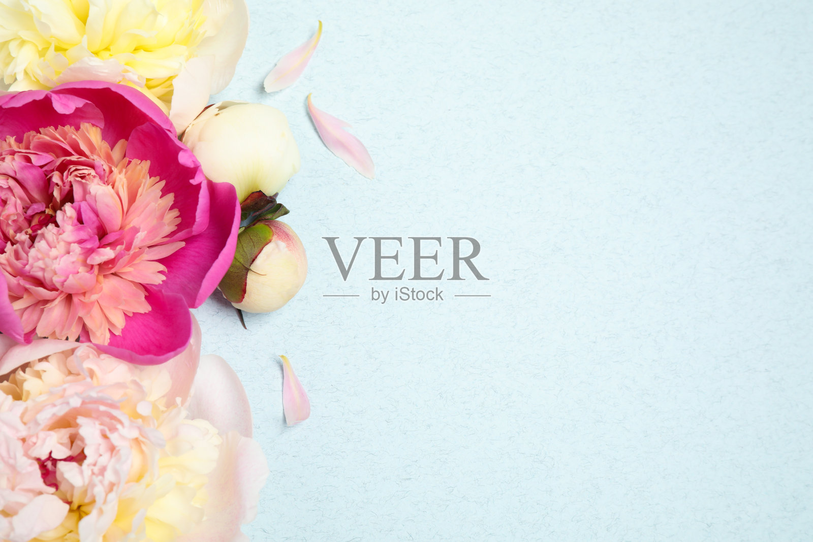 美丽的新鲜牡丹，浅蓝色背景，平铺。空间的文本照片摄影图片