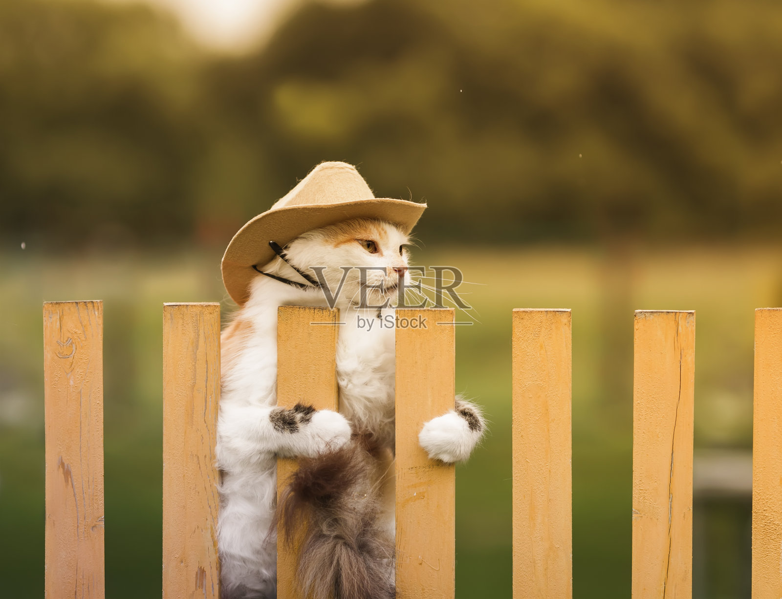 夏日里，一只戴着牛仔帽的毛茸茸的猫挂在农场的篱笆上照片摄影图片