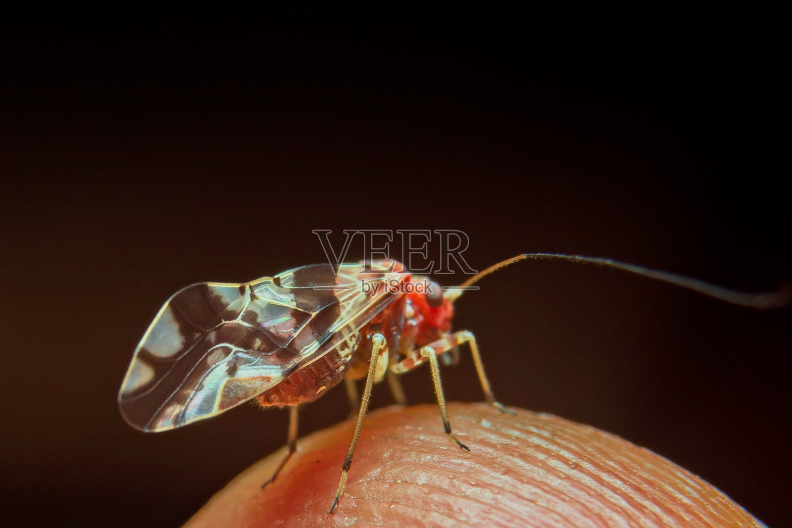 一群Apis Trigona照片摄影图片