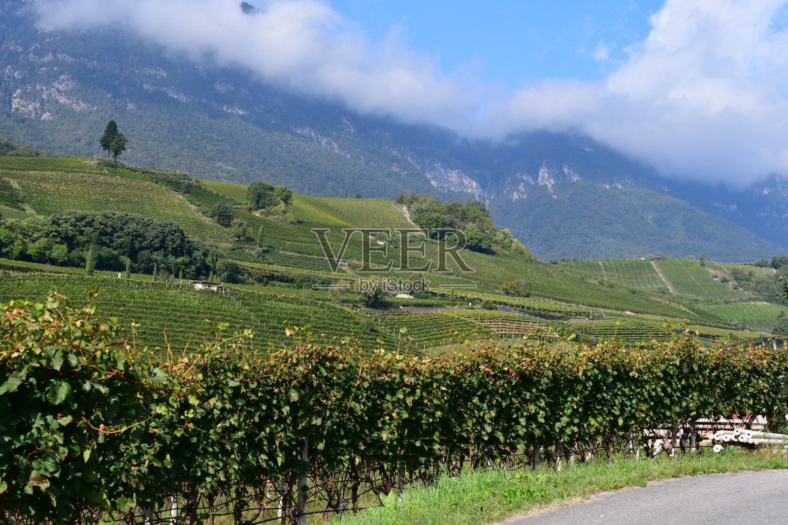 南蒂罗尔卡尔达罗附近的葡萄园照片摄影图片