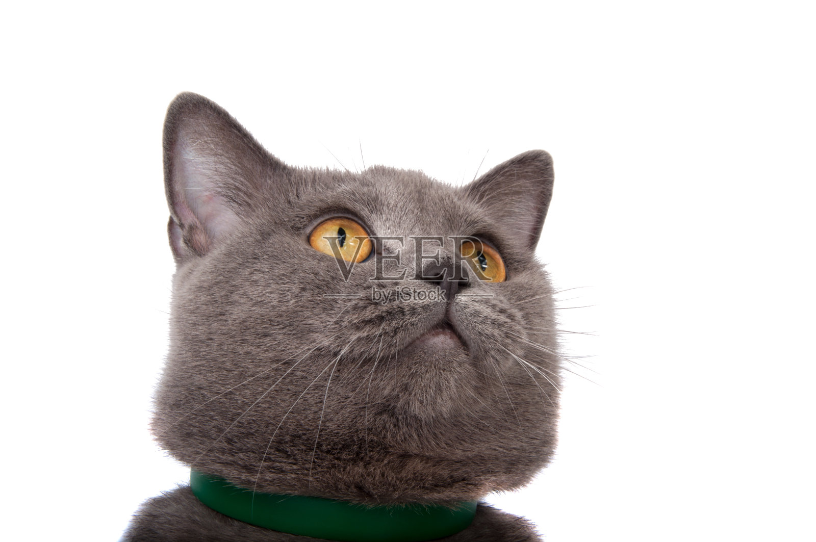 蓝灰色的英国猫孤立在白色上照片摄影图片