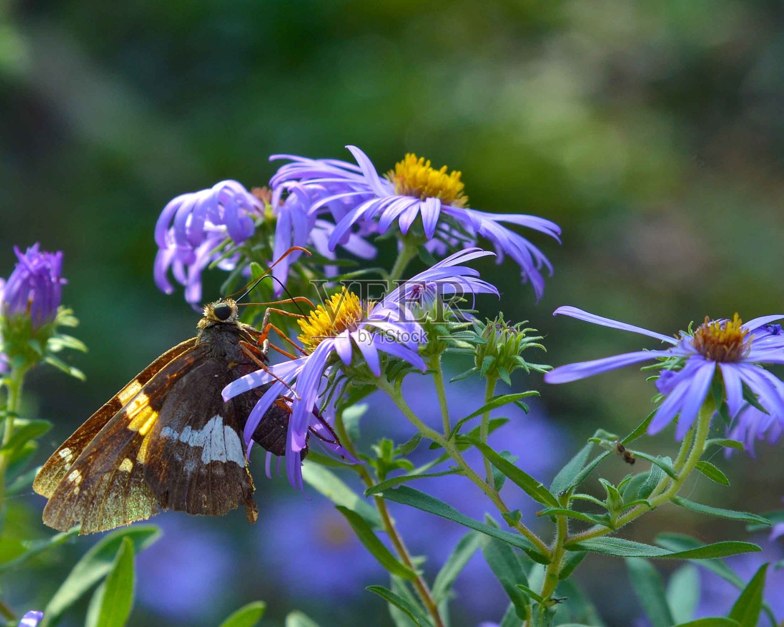 吃晚餐的时间照片摄影图片