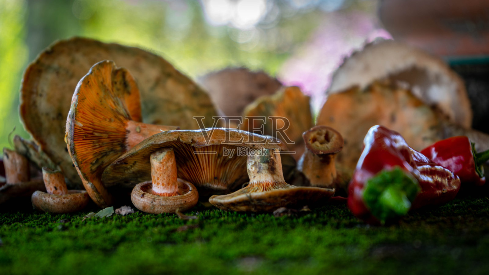 苔藓表面有很多蘑菇照片摄影图片