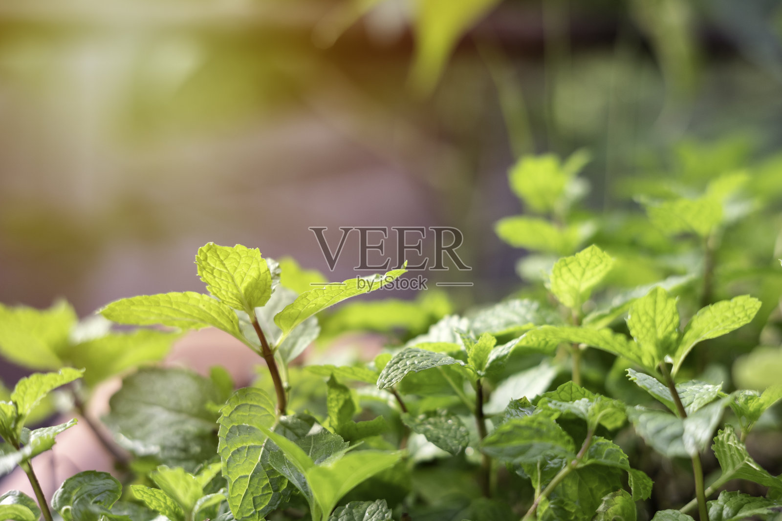 花园里有新鲜的薄荷树。薄荷是一种用于装饰和烹饪芳香食物的草药。在泰国照片摄影图片