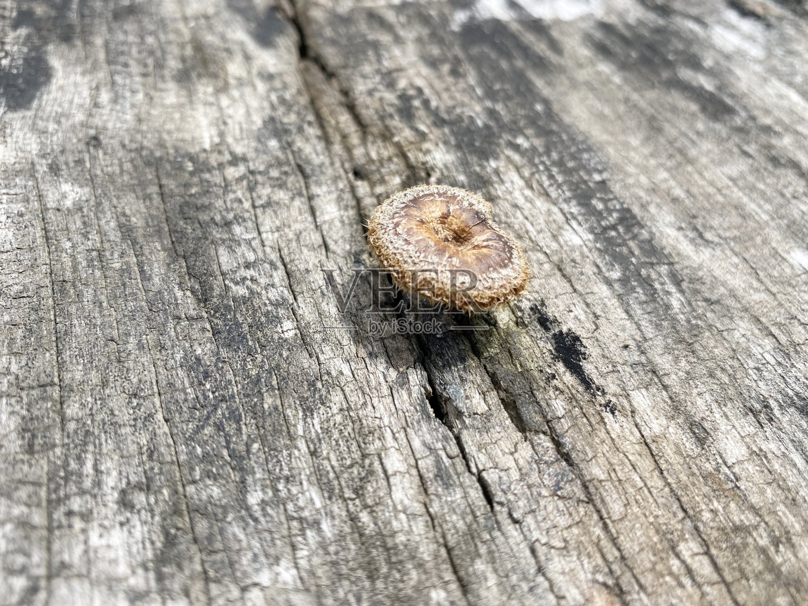 木地板上的蘑菇照片摄影图片