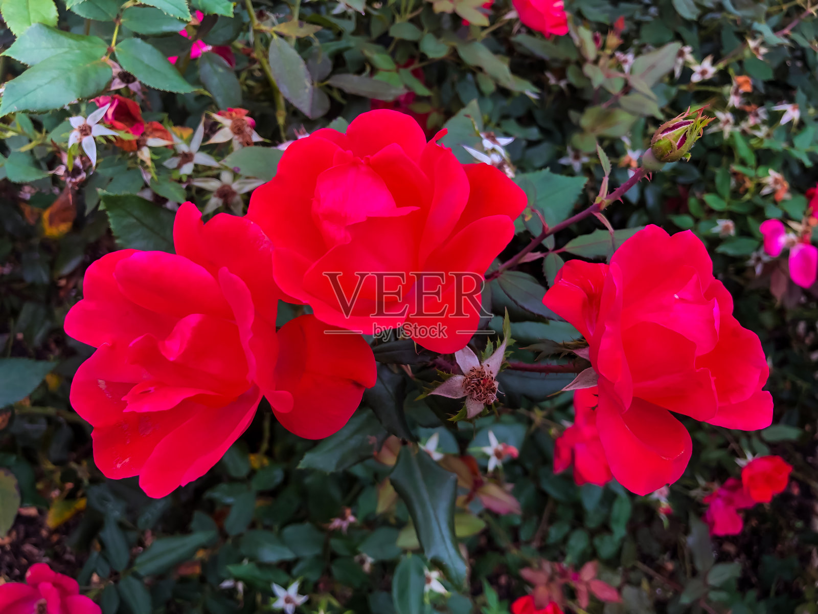 最佳玫瑰图案照片摄影图片