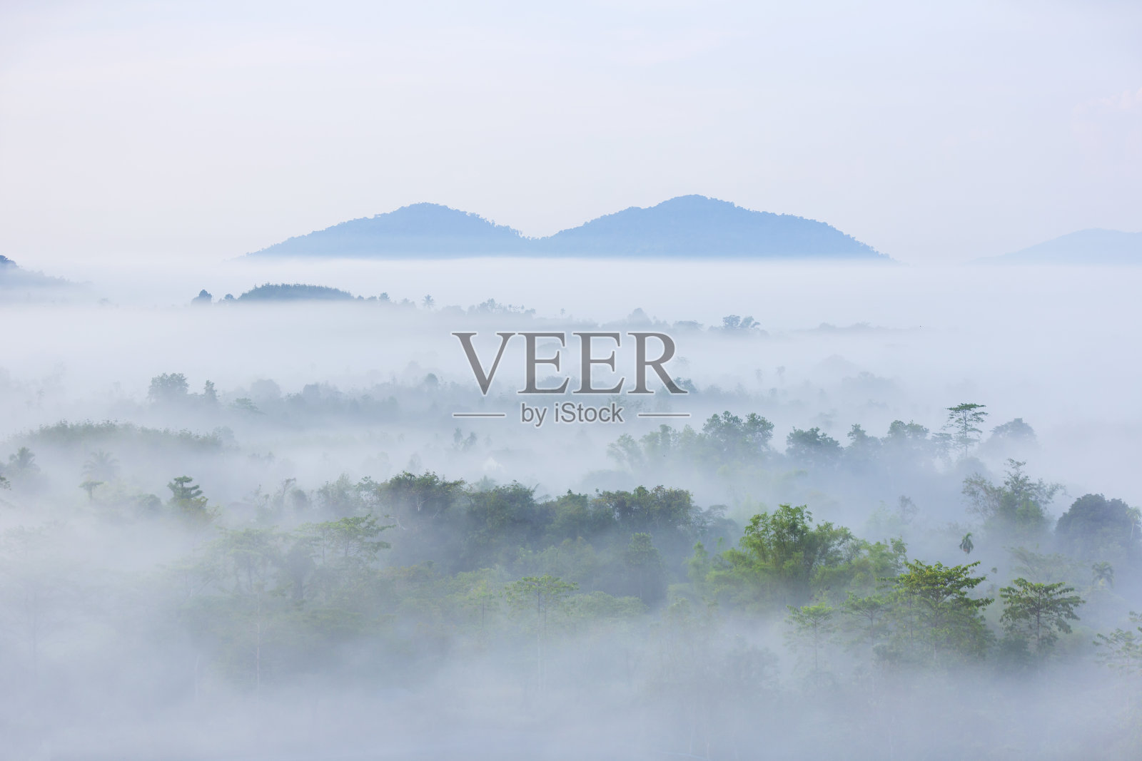 森林里雾蒙蒙的早晨。照片摄影图片