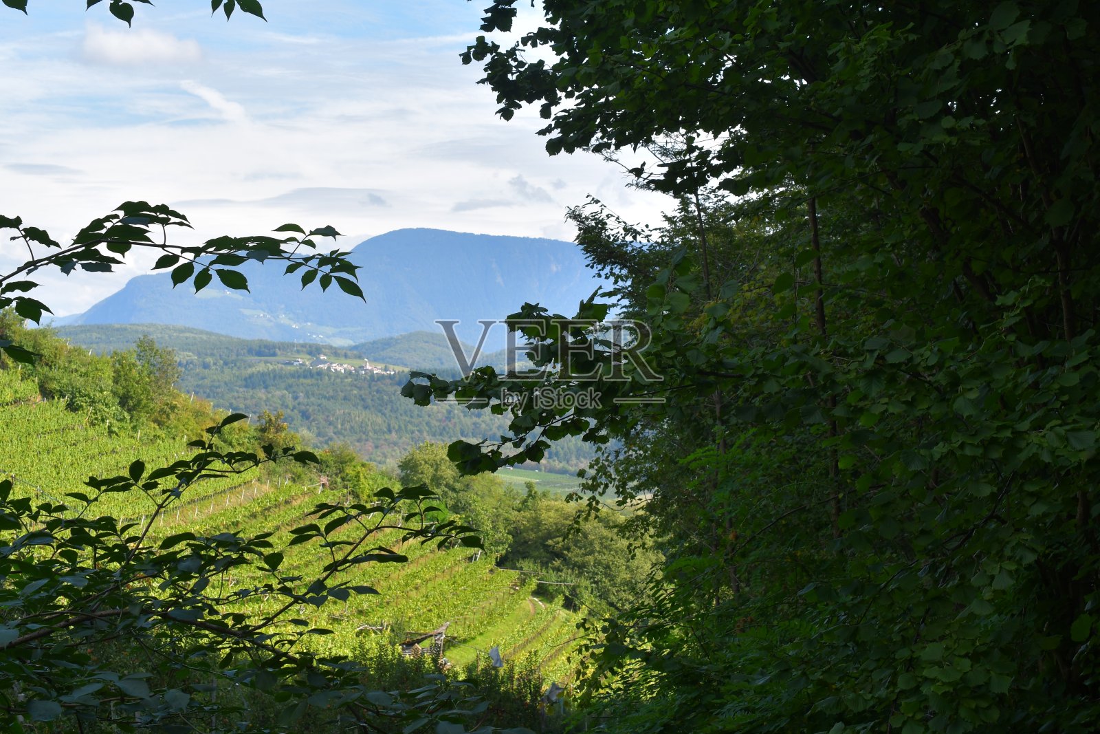 位于南蒂罗尔的卡伦湖附近的葡萄园照片摄影图片