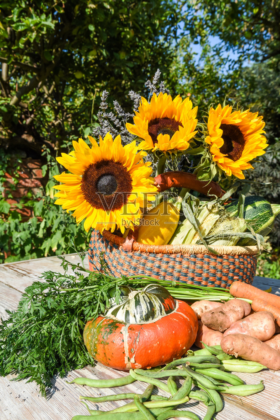 新鲜种植的有机蔬菜在一个篮子为收获节日季节照片摄影图片