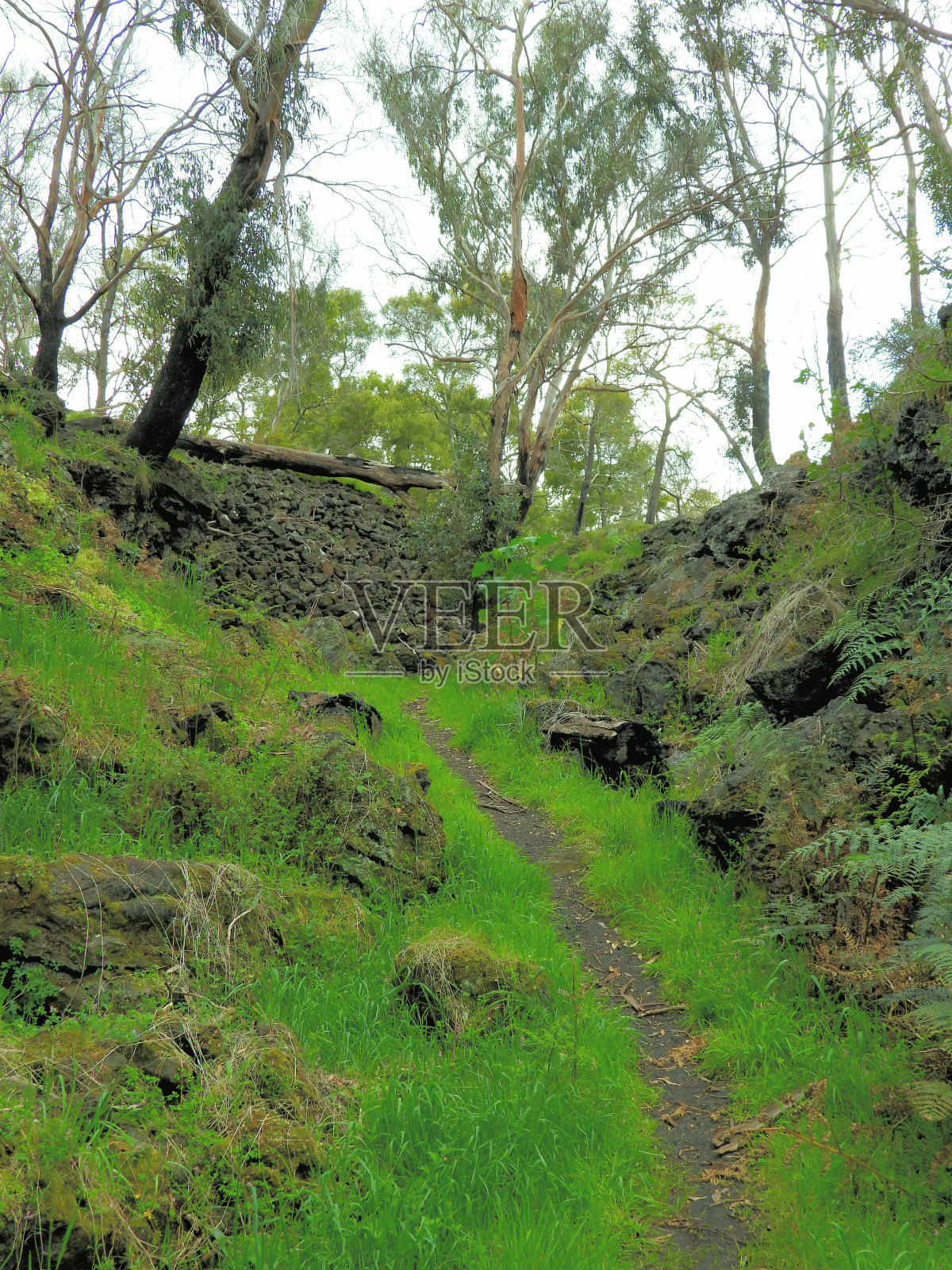 汉密尔顿,维多利亚,澳大利亚照片摄影图片