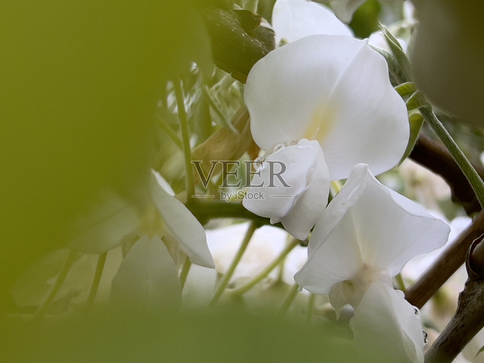 白色开花紫藤与雨滴照片摄影图片