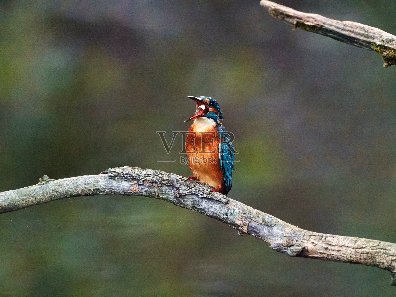 翠鸟照片摄影图片