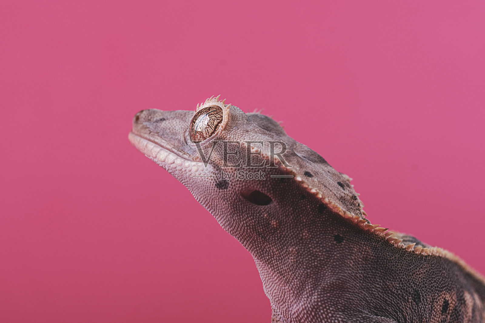 有冠壁虎-纤毛虫-照片摄影图片