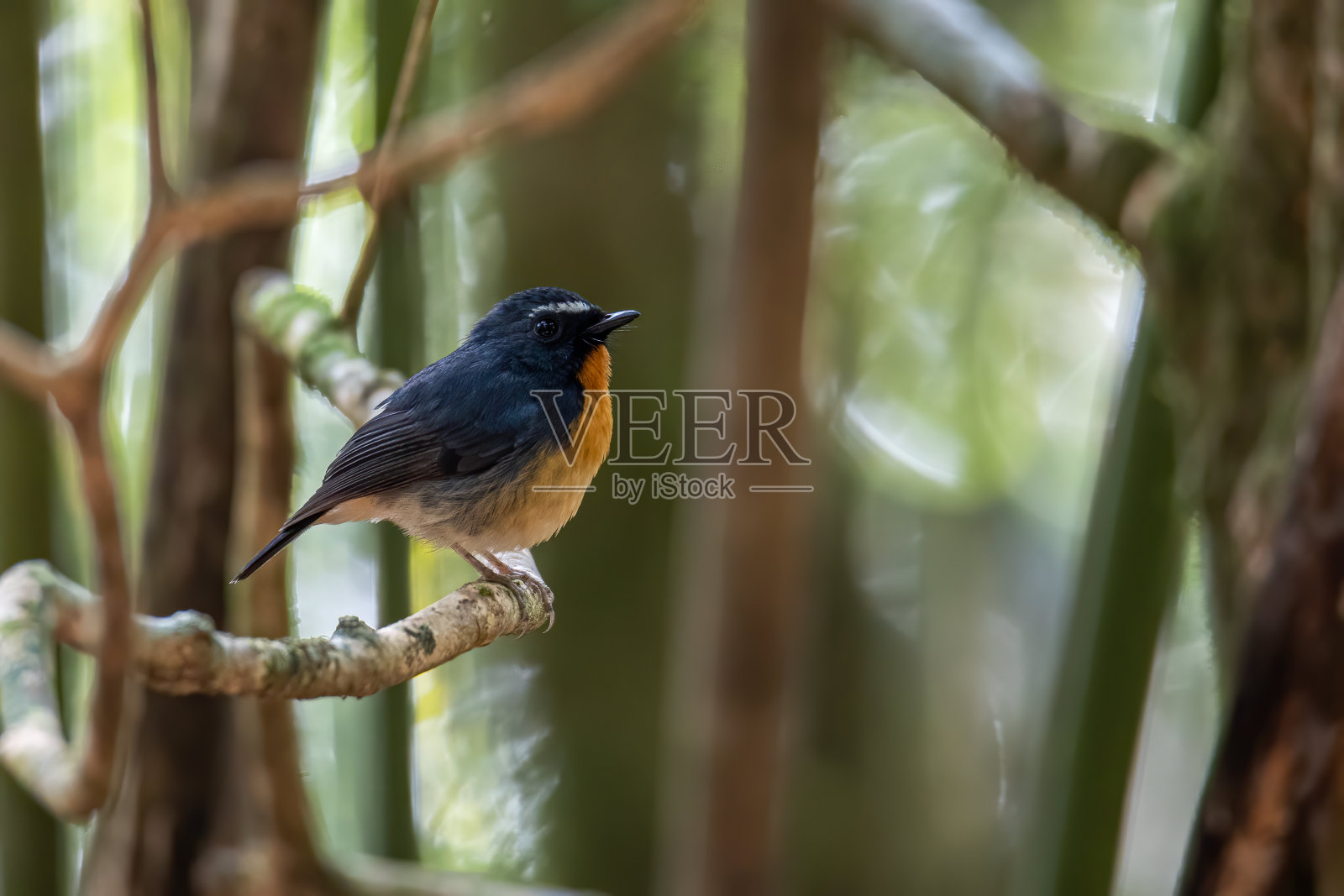 栖息在婆罗洲树枝上的雪眉捕蝇鸟照片摄影图片