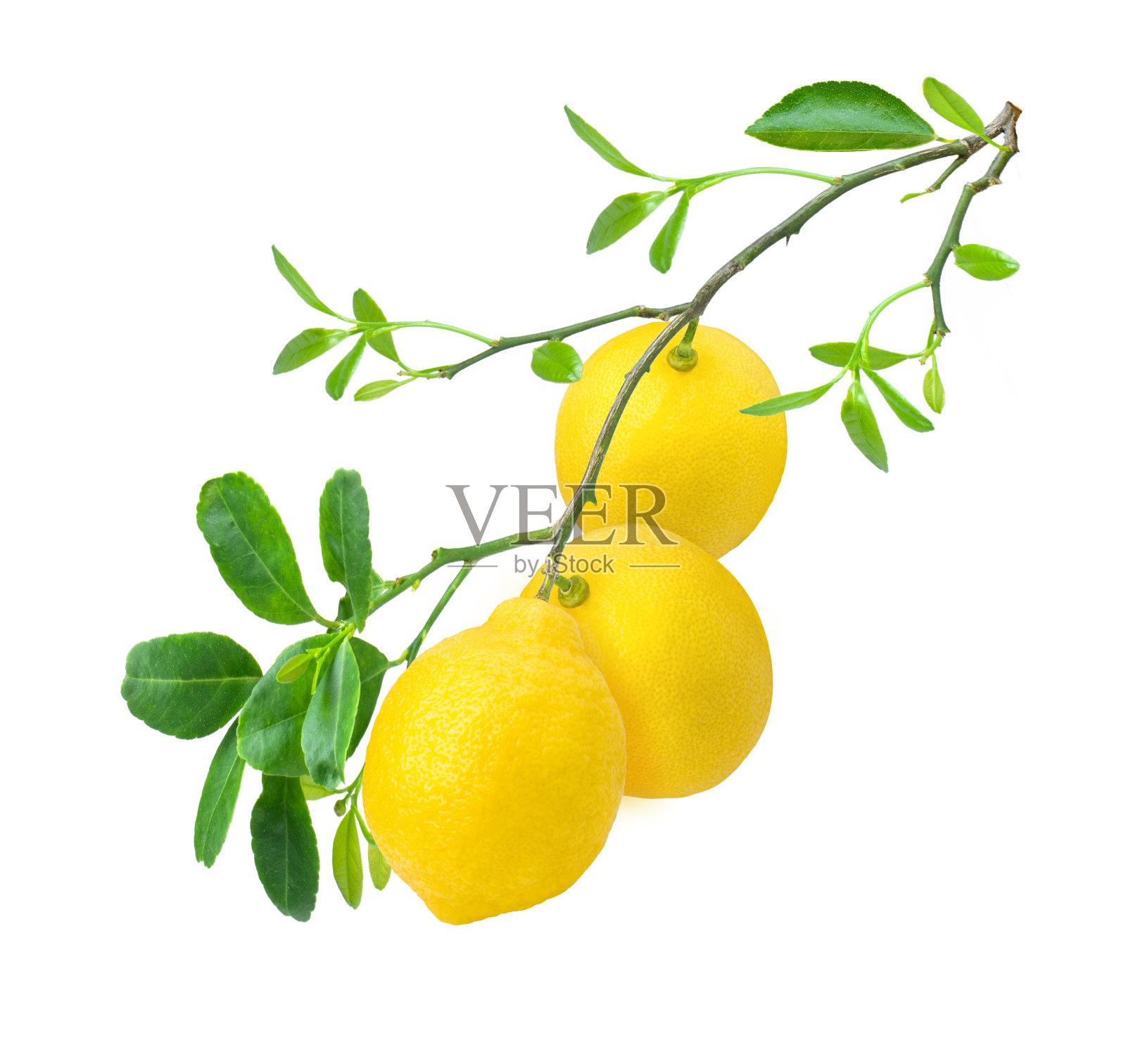 柠檬在树枝上与绿色的叶子孤立在白色的背景。照片摄影图片