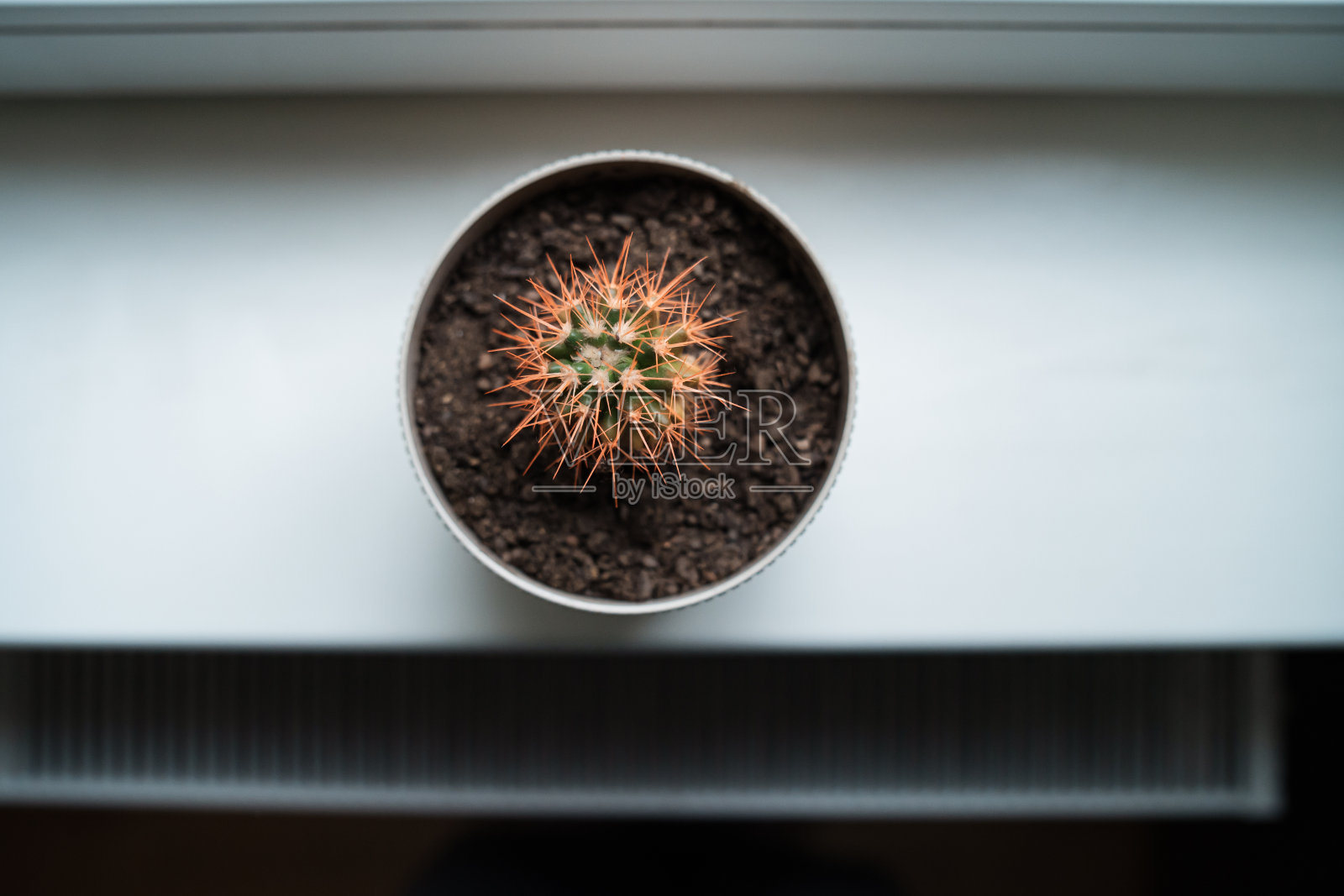 靠近窗户的花盆里有仙人掌照片摄影图片