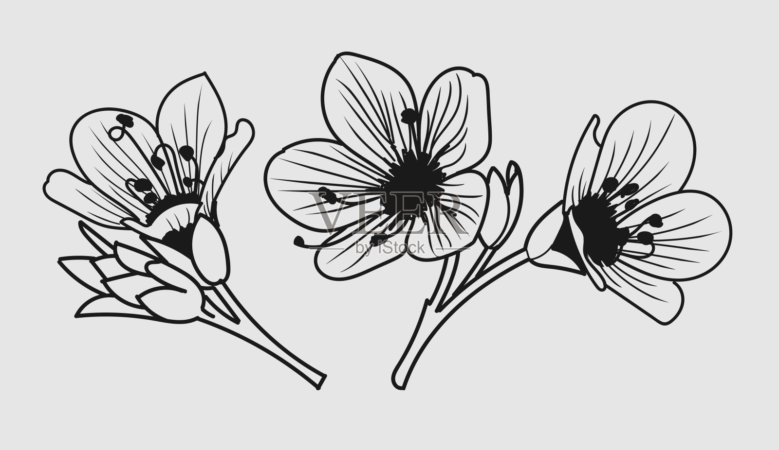 收集枝、叶和植物学的花。适用于婚礼请柬、明信片、海报、化妆品和香水标签、包装纸。矢量图插画图片素材