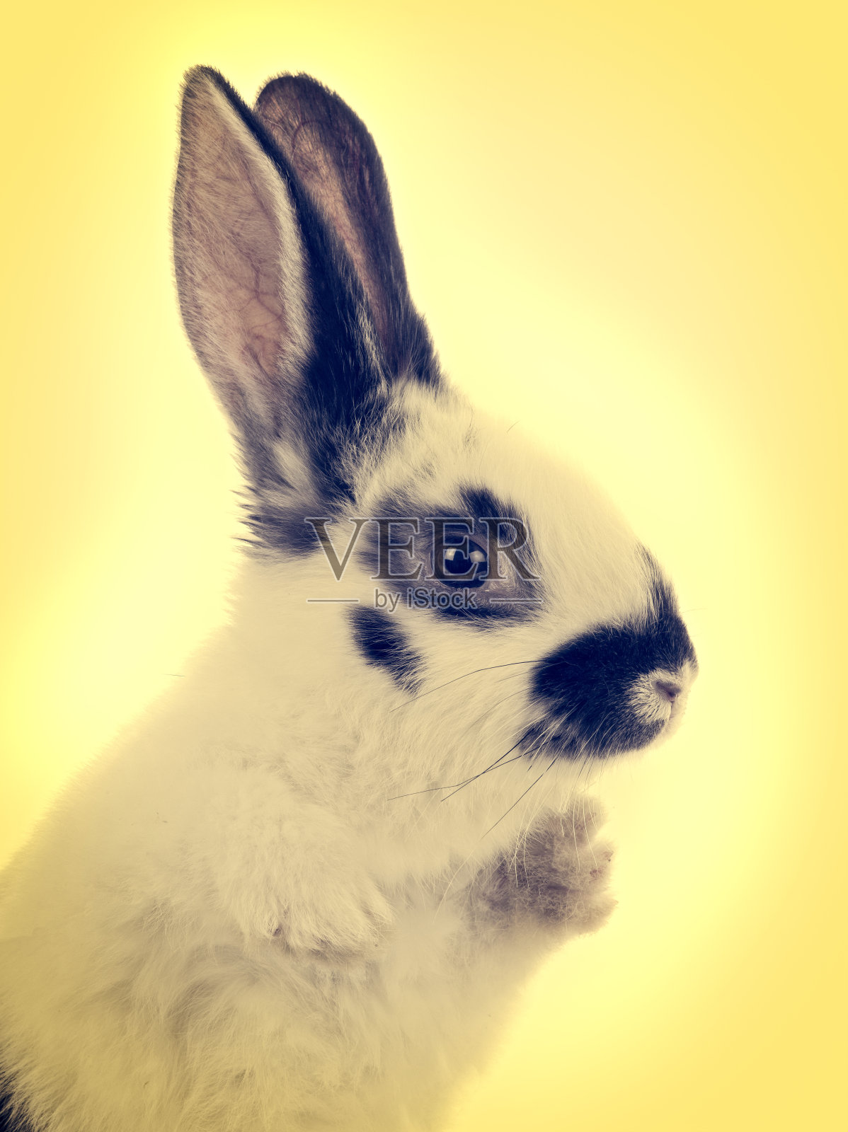 在复古风格的黄色背景上的人像兔子照片摄影图片